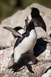 Picture 'Ant1_1_00208 Eudyptes Chrysocome, Penguin, Rockhopper Penguin, Antarctica and sub-Antarctic islands, Falkland Islands, West Point'